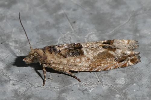 Réf. 211 165 : Crocidosema plebejana